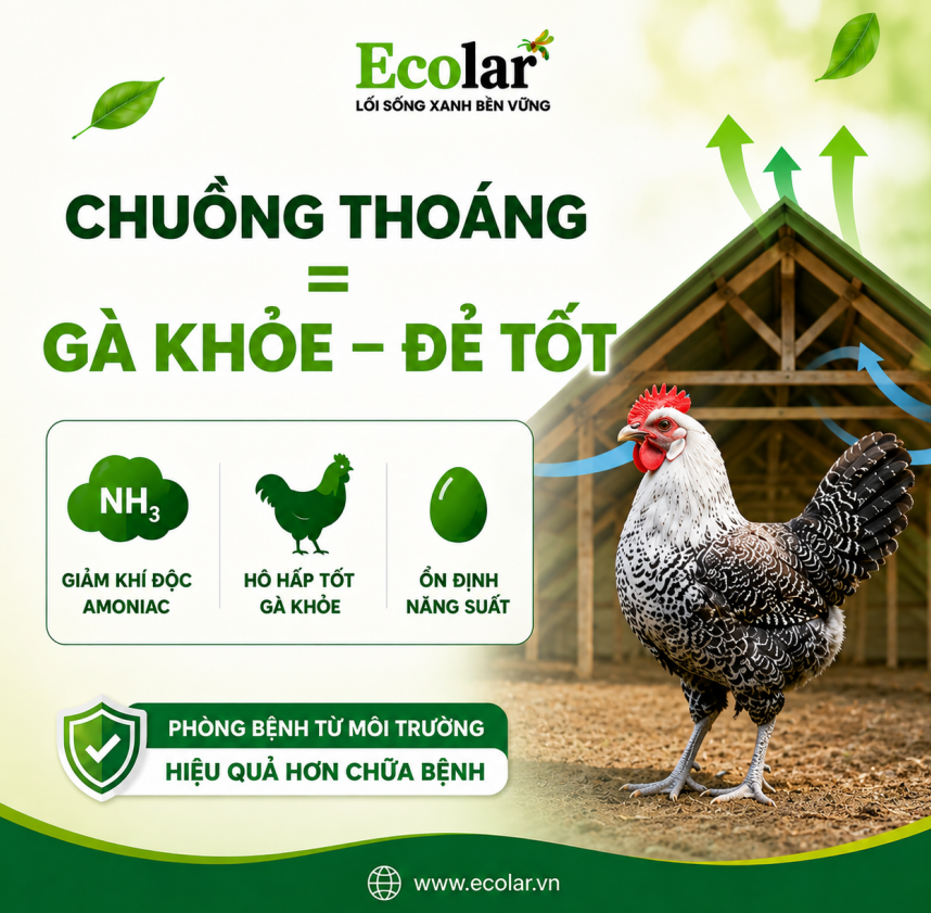 TranMinhEcolar's tweet photo. Đừng nã kháng sinh khi thấy gà hen khẹc, chừa lại 20cm thoáng sát mái chuồng mới là cách cứu sản lượng Trứng gà Ai Cập và bảo vệ hiệu quả kinh tế cho người nuôi! 👇
Địa chỉ trang trại Ecolar tại: https://t.co/yaRgeIFong
#GaAiCapVan #Ecolar https://t.co/WlhcyEjv12