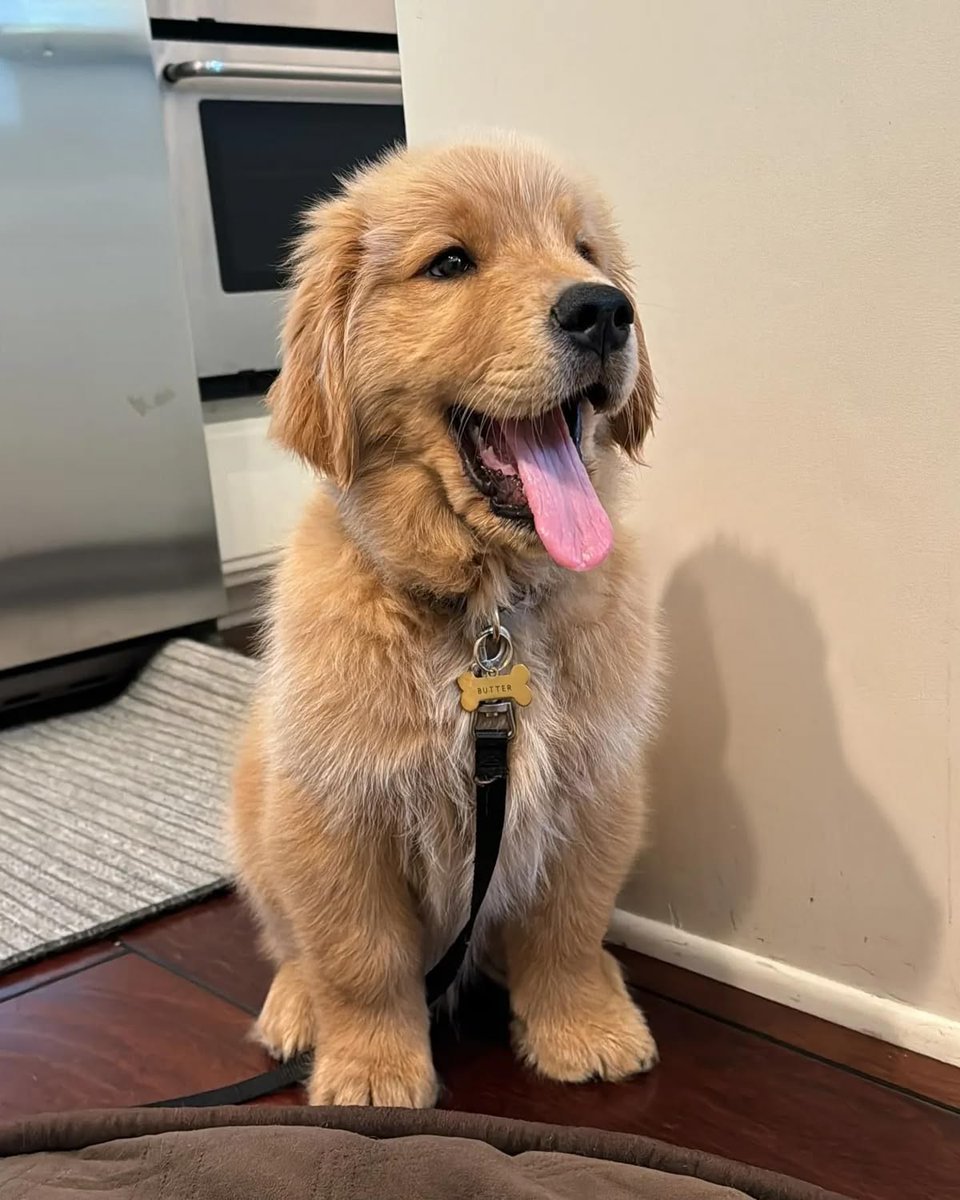 Cute Dogs tweet media