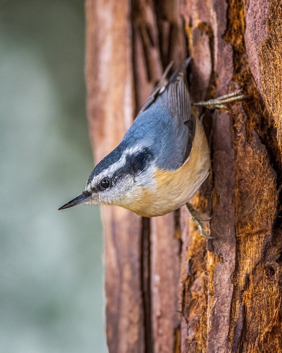 aHeartSoFull's tweet photo. In case you missed it, we’re in the middle of a Small Bird Marathon today! 🐦   

I’m posting one small bird photo every hour.    

Let’s fill the feed with beautiful birds, come join in!    

Missed the original challenge? It’s pinned at the top of my page.  

This is a Red-breasted Nuthatch. They climb down trees head-first, one of the few birds that can do this!
#PhotoChallenge #BirdPhotography #Nature