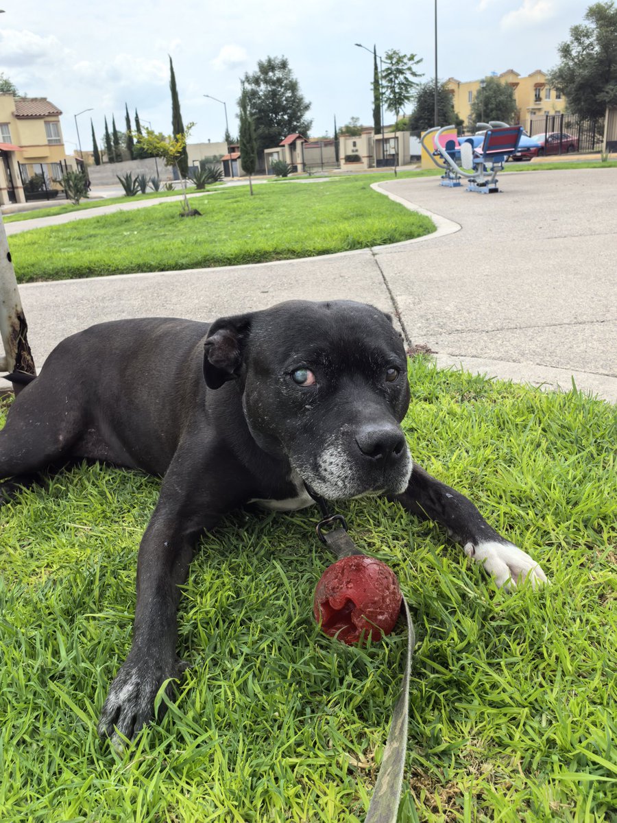 JulianColito's tweet photo. Hoy en el día del #lomito deberían de poner la canción de perro Verguero de los credulos. Siempre los escucho paseando a mis tres perros Hunter, Monti y miel @Marialadelradio y Oscar Andrew que no encontré su handle. https://t.co/5J7EJROKTY