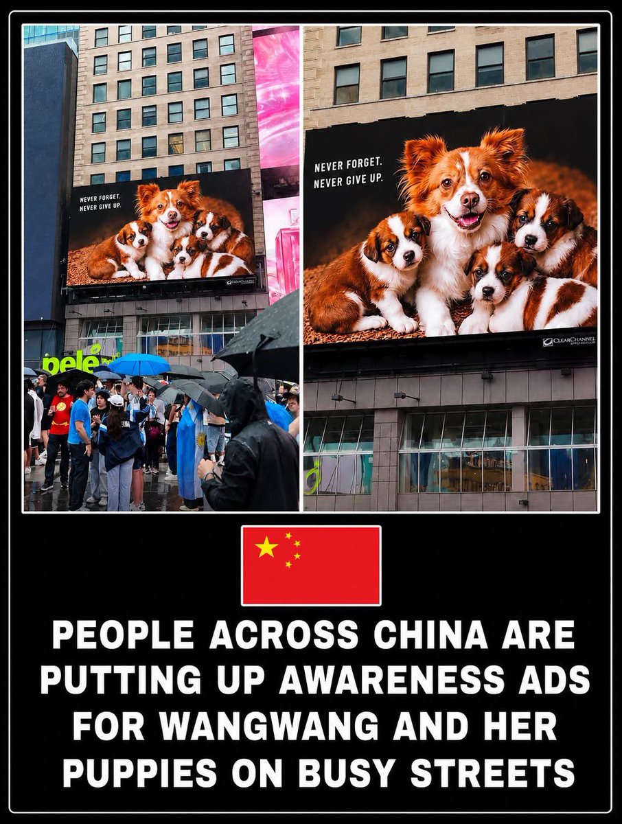 feilung_lau's tweet photo. 🚨 A NATION IS GRIEVING — AND DEMANDING CHANGE 🐾
Her name was Wang Wang. A gentle stray, fed and looked after by her neighbors, she had just become a mother. Weeks later, she and her puppies were gone — killed in an act of cruelty that has left an entire country in shock.
What followed wasn't silence. It was a movement.
In cities across China, people who had never met each other showed up for her anyway — lighting candles, holding up handmade posters, printing flyers, filling social media with one shared message: this cannot be normal, and it cannot happen again.
Because right now, China has no comprehensive national law that directly protects companion animals from cruelty. Cases like this one keep exposing that gap — and this time, the public isn't letting it go unnoticed.
Thousands of voices are now calling for the same thing: real legal protection for the animals who have no voice of their own. Not just awareness. Not just outrage. Actual change.
Wang Wang didn't get her happy ending. But the people mourning her are fighting to make sure the next stray, the next mother, the next puppy — doesn't share her fate.
This is what compassion in motion looks like. And it's not stopping.
🐾 If you believe animals deserve protection under the law, share this. Every voice adds pressure. Every voice matters.
#JusticeForWangWang #StopAnimalCruelty #AnimalWelfare #ProtectAnimals #SpeakForTheVoiceless #EndAnimalAbuse
