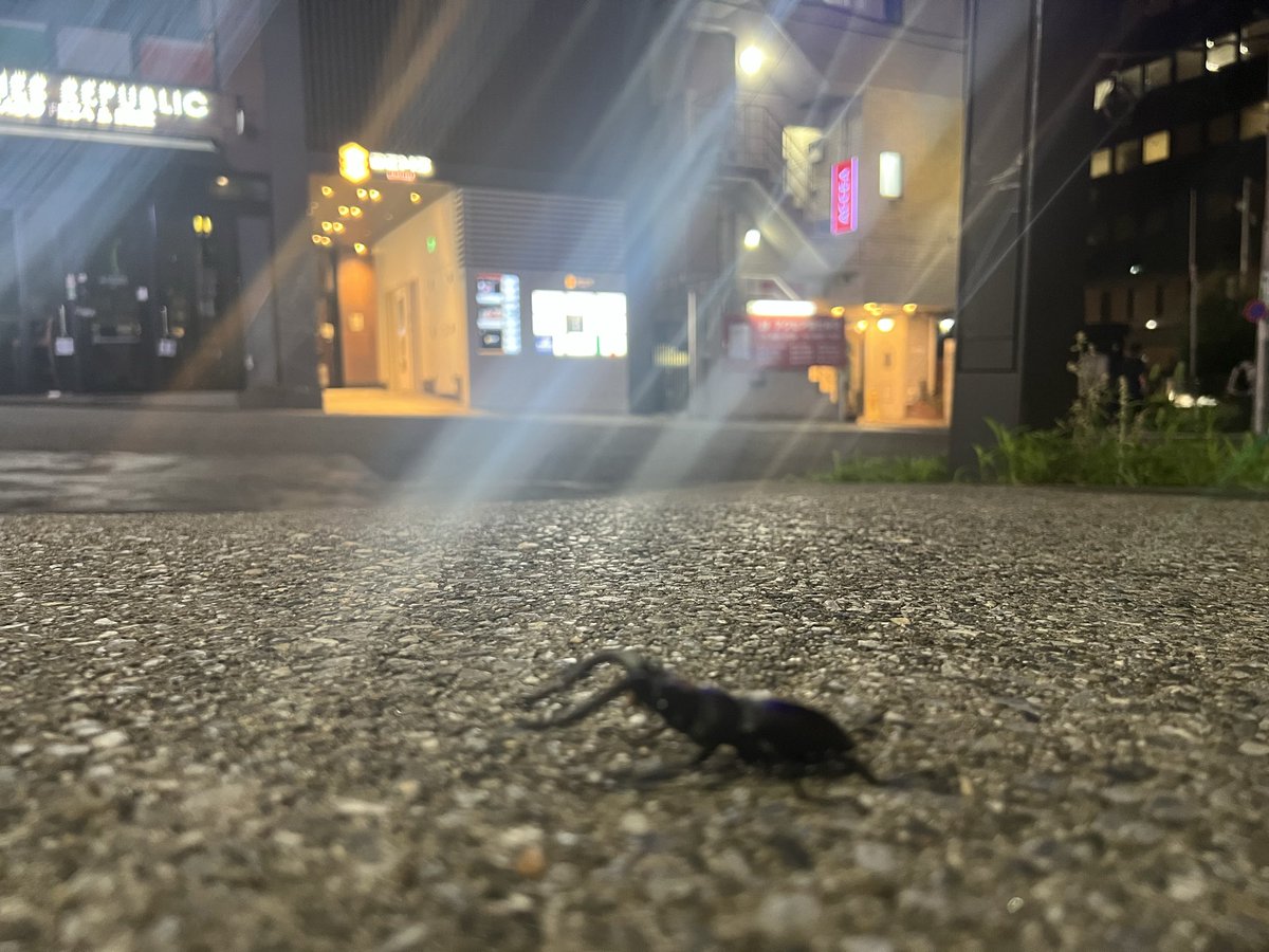 eittp1's tweet photo. ご飯買いに��たらクワガタがいた。

困惑してたら酔っ払いのお姉さんが木に戻してくれたからお礼を言っといた、クワガタの代わりに。

ていうか「あなたのクワガタですか？」ってきかれたけどそんなわけないだろ過ぎた https://t.co/kllHU50Ehc