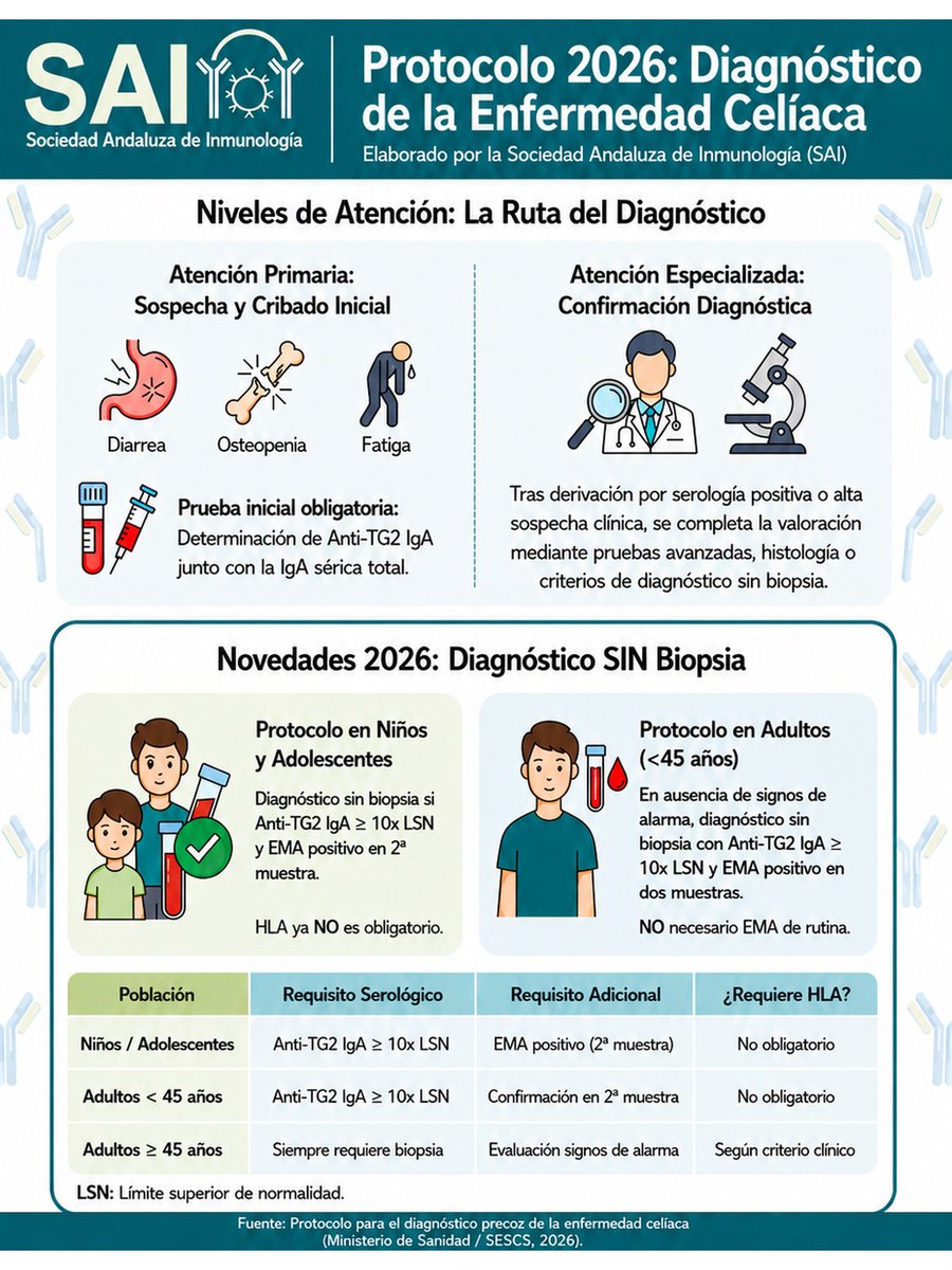 InmunoEmbajada's tweet photo. (1/2) 📢 Sanidad actualiza el protocolo de diagnóstico precoz de la celiaquía: nuevos criterios sin biopsia, menos uso rutinario de HLA y mejor seguimiento de la dieta sin gluten. Echa un vistazo a la infografía creada por la Sociedad Andaluza de Inmunología (SAI) �� https://t.co/y1n7Itpbtk