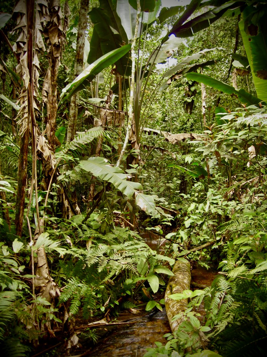 kexinsong_'s tweet photo. 🎉 Excited to share that our work is published in Nature Ecology &amp; Evolution! 

We link Landsat observations with field data from nine Amazon forest plots and 114 tree species, providing long-awaited evidence for one of the most widely used resilience metrics.

Read more... https://t.co/zBm6ATAqrf