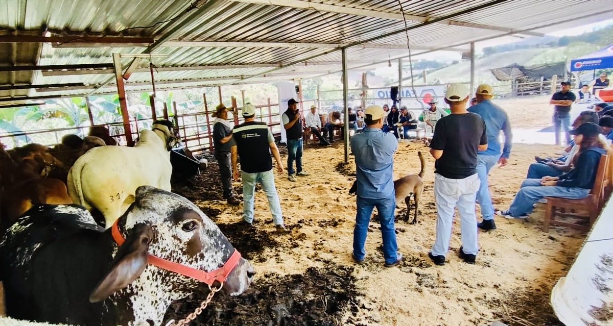 Agricultura_CZ7's tweet photo. #Loja | 🐄 El #MAGP, a través de la Oficina Técnica #Pindal, desarrolló un día de campo con capacitación en elaboración de ensilajes, inseminación artificial, administración de medicamentos y resistencia antiparasitaria en bovinos. https://t.co/npOfSVqkGK