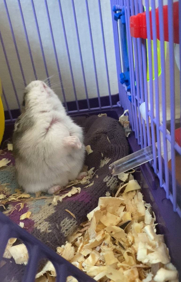 twinkdesaia's tweet photo. Hamster é o animal mais engraçado do mundo https://t.co/rNdh4C5MhM