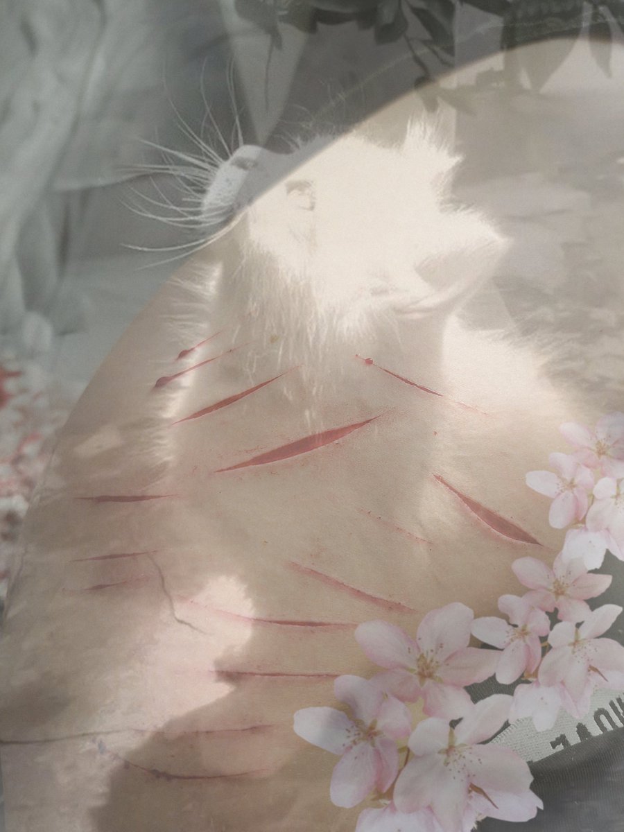 Ax3l_01_'s tweet photo. white kitty her name is styro! isnt it cute👀🤍 sfx makeup https://t.co/qsTtMqGWg6
