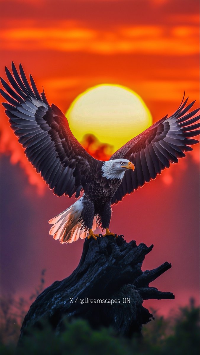 Dreamscapes_ON's tweet photo. Majestic freedom soaring into a blazing sunset 🔥
This bald eagle reminds us what true power and grace look like. Wings wide open, owning the sky.

In a world that tries to clip your wings — spread them anyway.

What does freedom mean to you? Drop it below 👇
#Eagle #Sunset https://t.co/9MzjWBGBQA