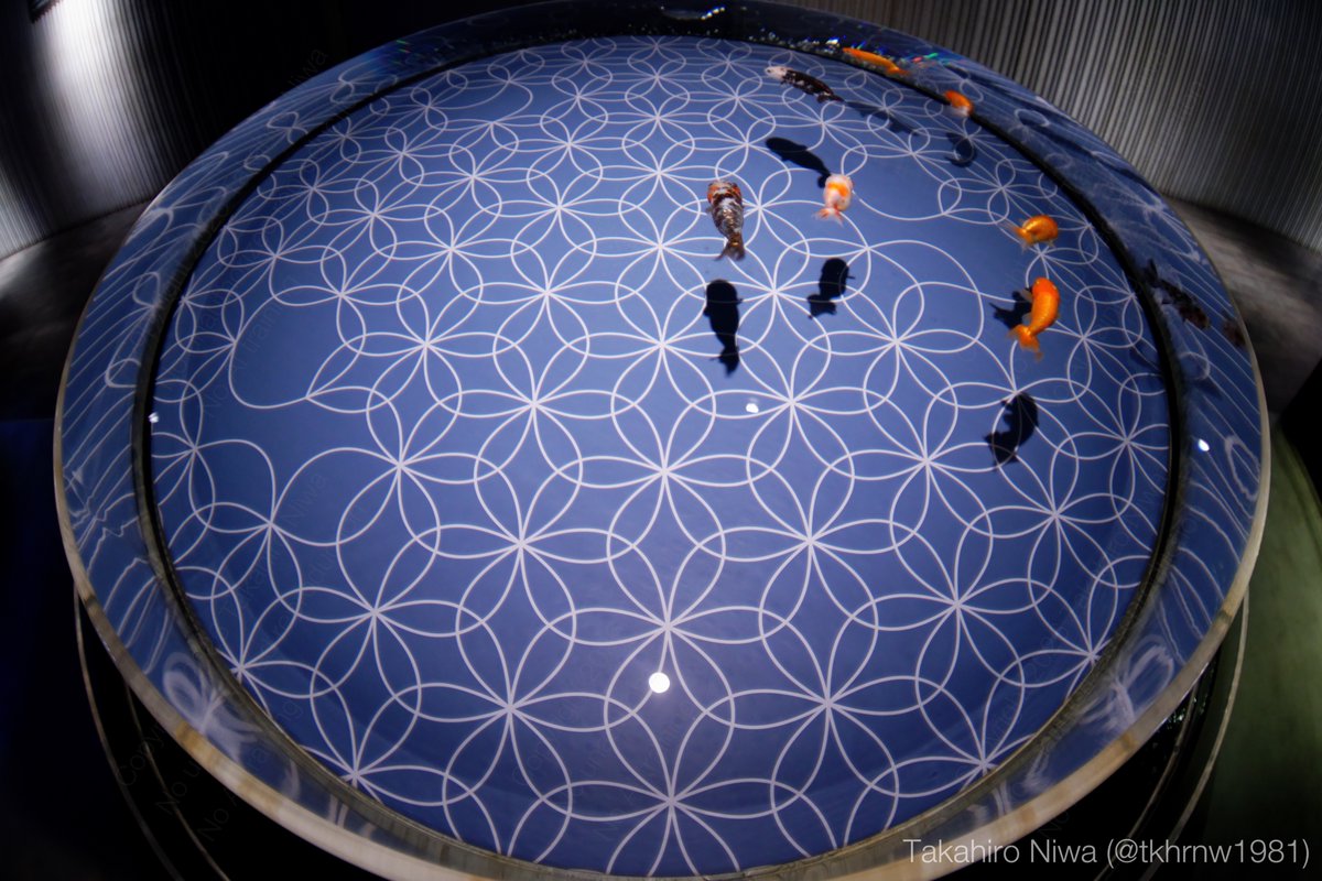 tkhrnw1981's tweet photo. 定まらぬ命運
An Uncertain Fate

#すみだ水族館 #金魚 #aquarium #goldfish https://t.co/nzOmfRb7dH