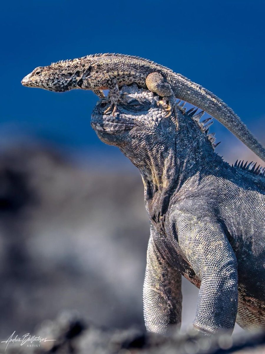 EvolveWildlife's tweet photo. Dragon Rider. Perched atop a marine iguana, a lava lizard claims a fleeting vantage point in the Galápagos.

📷 Andres Guerrero https://t.co/xhSOvV4Zm8