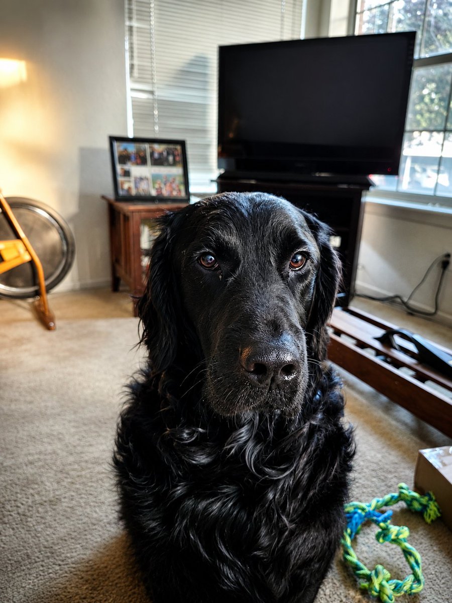 mdsteller's tweet photo. @chicksonright Here’s my Finnegan! https://t.co/7KYyCA0ki6