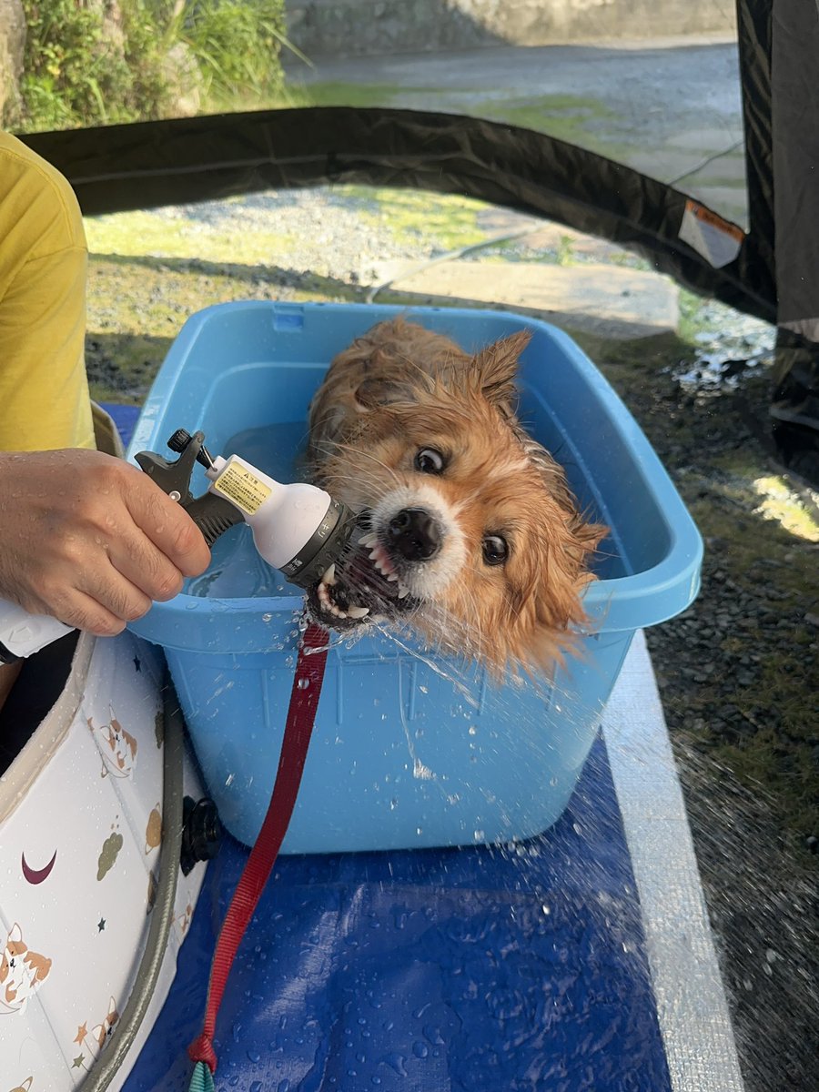 EggsytheFluf's tweet photo. お水めっ！！！！！！！ https://t.co/dTdrC8o5Uq