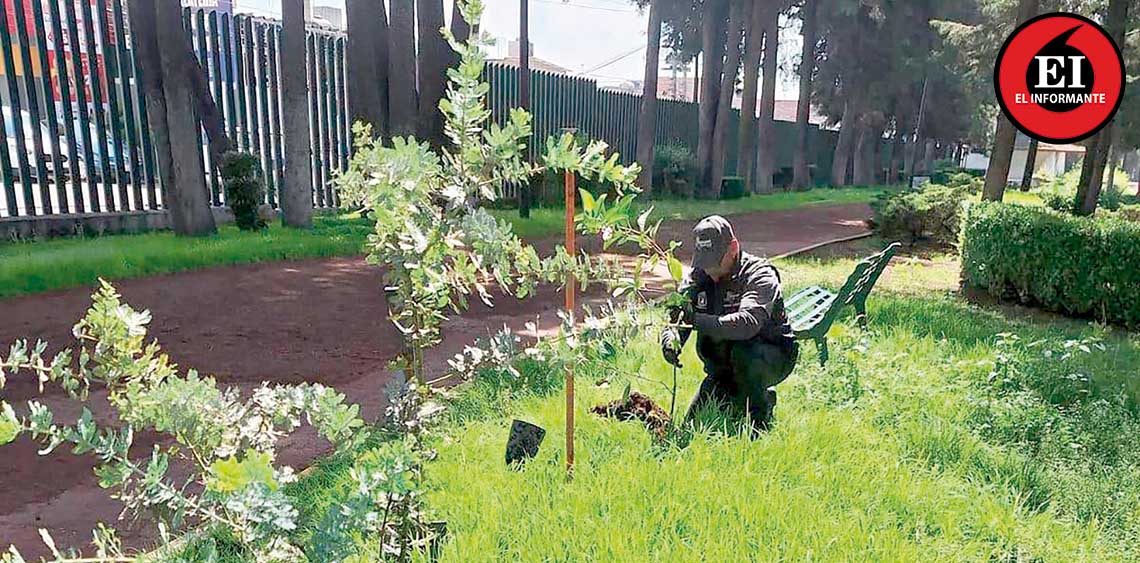 ElInformanteMX's tweet photo. @MetepecGobierno impulsa la #reforestación con más de mil #ÁrbolesPlantados en una jornada

El #GobiernoMunicipal avanza en su #EstrategiaAmbiental con la meta de sembrar más de #20Mil árboles y #PlantasOrnamentales antes de finalizar #septiembre.
Tag: @FerFlores_Emp
https://t.co/EgLKNSDI2a
