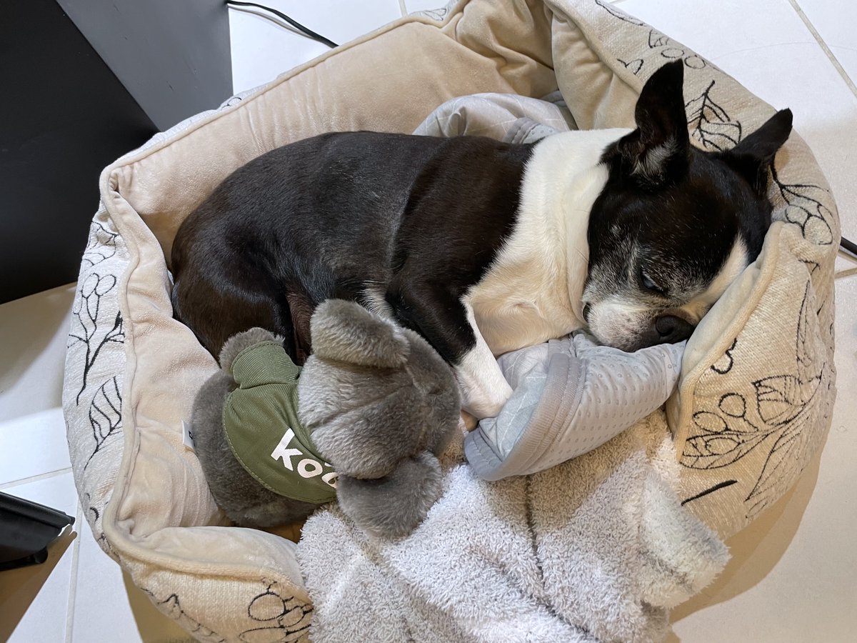 bowmoon's tweet photo. もう暑いから疲れたデス🐶💦 https://t.co/bwqyQt8Rr6