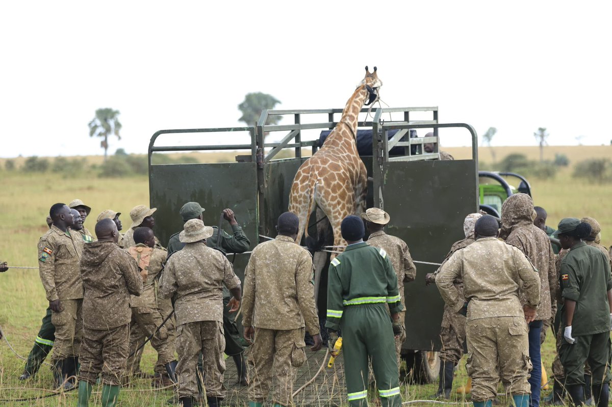 Kingsofthejung's tweet photo. @ugwildlife has translocated three Nubian giraffes from Murchison Falls National Park to Ajai Wildlife Reserve to boost the species’ population, enhance biodiversity, and diversify tourism opportunities.
#ConversationInAction https://t.co/yN3RIeWxn1