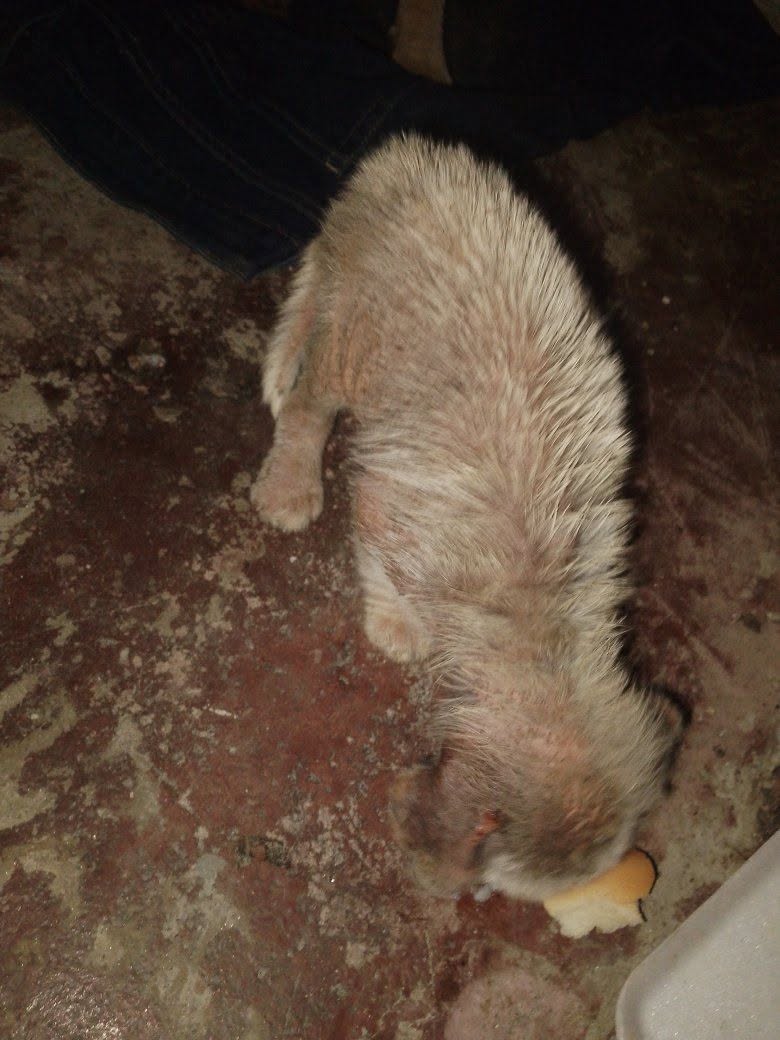 A64029345's tweet photo. Está perita y su cachorro llegaron a la entrada de la casa buscando refugio de la lluvia el día de hoy, alguien podría hacer ayudarlos? Por los momentos no tengo forma de hacerlo y ella y su bebé necesitan ayuda urgente  por favor están muy mal, en Caracas
04129812078 C/TERCEROS https://t.co/udSd9MfupQ