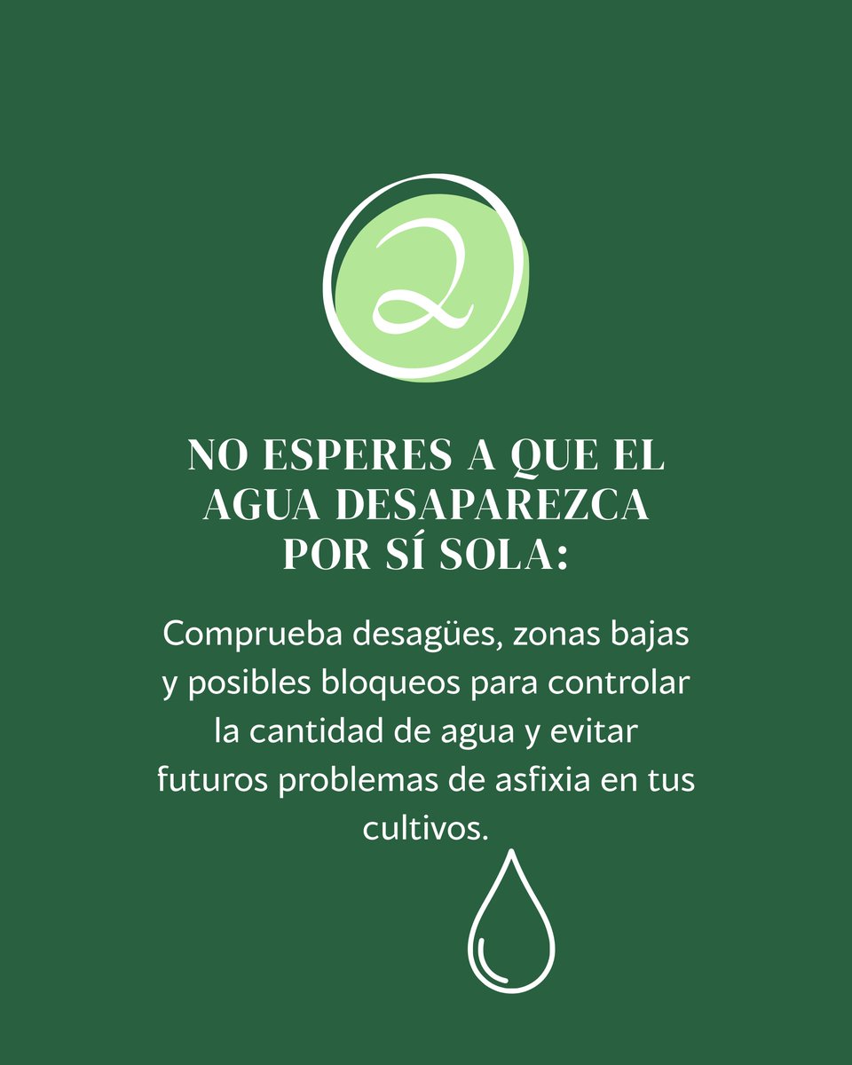 agricolavdo's tweet photo. ⛈️ Después de una tormenta de verano, las prisas nos llevan a tomar decisiones que pueden empeorar el estado de tus tierras.
👉 Desliza el carrusel y descubre qué errores debes evitar. 

#Agricultura #ConsejosAgrícolas #cultivos #CampoEspañol #agricultores https://t.co/BYFrnIE7ji