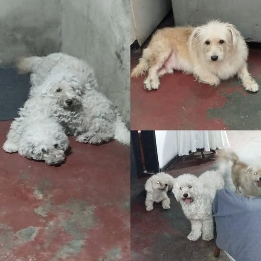 A64029345's tweet photo. Difundo C/TERCEROS por motivos ajenos a mi voluntad los estoy dando en adopción,ya que estoy quebrantada de salud yo los amo a los tres pero no los puedo tener ojalá pueda conseguir una persona que los ame y los cuide .
Wuilliana 0424-252-97-51 https://t.co/5x0c3f0lN6