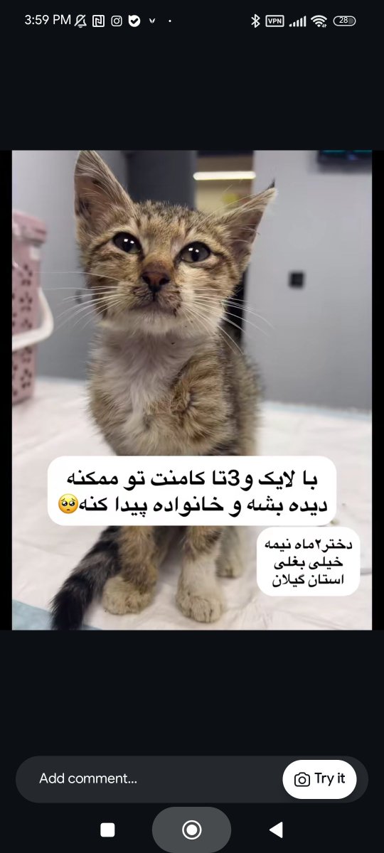 Adlia_rubyjam's tweet photo. کسی یه نینی نمکدون نمیخواد..؟:) 
دختر خانوم دوماهه رشت و اطرافش
اگه میخواهید مامان یا باباش بشین به این آیدی تو اینستا پیام بدین: zehihham 🥲💗
این کوچولو زیاد وقت نداره .. امداد شده و اگه سرپرست پیدا نکنه دوباره برمیگرده تو خیابون:) https://t.co/9D6GahnMMF