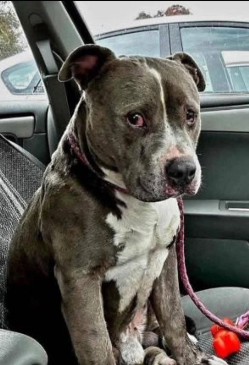 feelgoodtale's tweet photo. Today, I brought this sweet soul home from the shelter.
The moment he sat in the car, he didn’t bark. He didn’t wag his tail.
He just looked at me—with eyes full of tears.
I don’t know why he cried.
Maybe it was sadness.
Eight long months behind metal bars, watching other dogs leave while he stayed behind.
Maybe it was the memory of nights spent curled up alone, wondering if someone had forgotten he existed.
Maybe it was confusion—leaving the only place he’d known for so long, unsure if this car ride meant love… or just another goodbye.
Or maybe—just maybe—those tears were hope finally breaking through the heartbreak.
Maybe it was the feeling of a soft seat instead of cold concrete.
Maybe it was the warmth of a gentle hand instead of silence.
Maybe, for the first time in a very long time, he felt chosen.
He’s almost nine years old. A senior dog.
Most people walked past him because of his age.
But today, he walked out of that shelter as someone’s dog.
His name is no longer just a tag on a kennel.
It’s a promise—that the rest of his life will be the best part of it.
Whether his tears came from sadness or joy doesn’t matter anymore.
Because from today on, he will never have to wonder if he’s loved.
He is. 🖤🐾