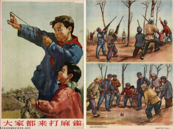 MericaCulture's tweet photo. Fun trivia: Retarded Communists kills 40 million 

In 1958, Mao Zedong launched the "Eliminate Sparrows" campaign backed with extensive state propaganda to encourage kids to kill sparrows.

Why? Because he thought sparrows were stealing food from humans. 

What happened? Without sparrows the locust population went out of control, decimated Chinese food supplies and roughly 40 million subsequently starved to death.