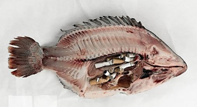 Premarmed's tweet photo. #LeSaviezVous? Il faut moins de 96 heures à un mégot pour tuer la moitié des poissons exposés ! Votre cigarette, votre responsabilité ! #EnvironnementMarin https://t.co/MlFSNwSyth
