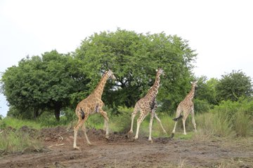 AgnesOjara's tweet photo. 3 giraffes just touched down in Ajai Wildlife Reserve 🦒
Rhinos, buffaloes, zebras... Ajai’s wildlife is growing fast.
Add it to your Uganda itinerary NOW.
#ExploreUganda #AjaiWildlifeReserve #VisitUganda #Safari #Wildlife https://t.co/eKAneYHOYu