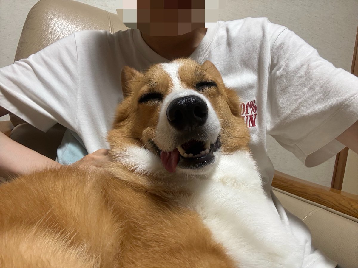 オハナ (@ohana_corgi) / X