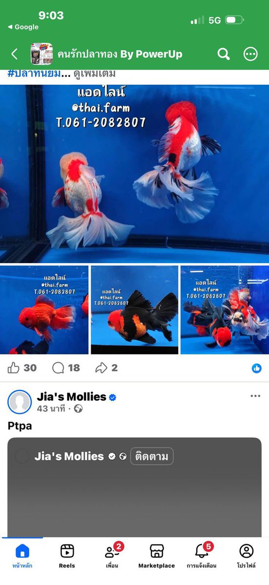 MullaSomon's tweet photo. For sale this fish 🐟🐟 https://t.co/WfZrh0l3Qu