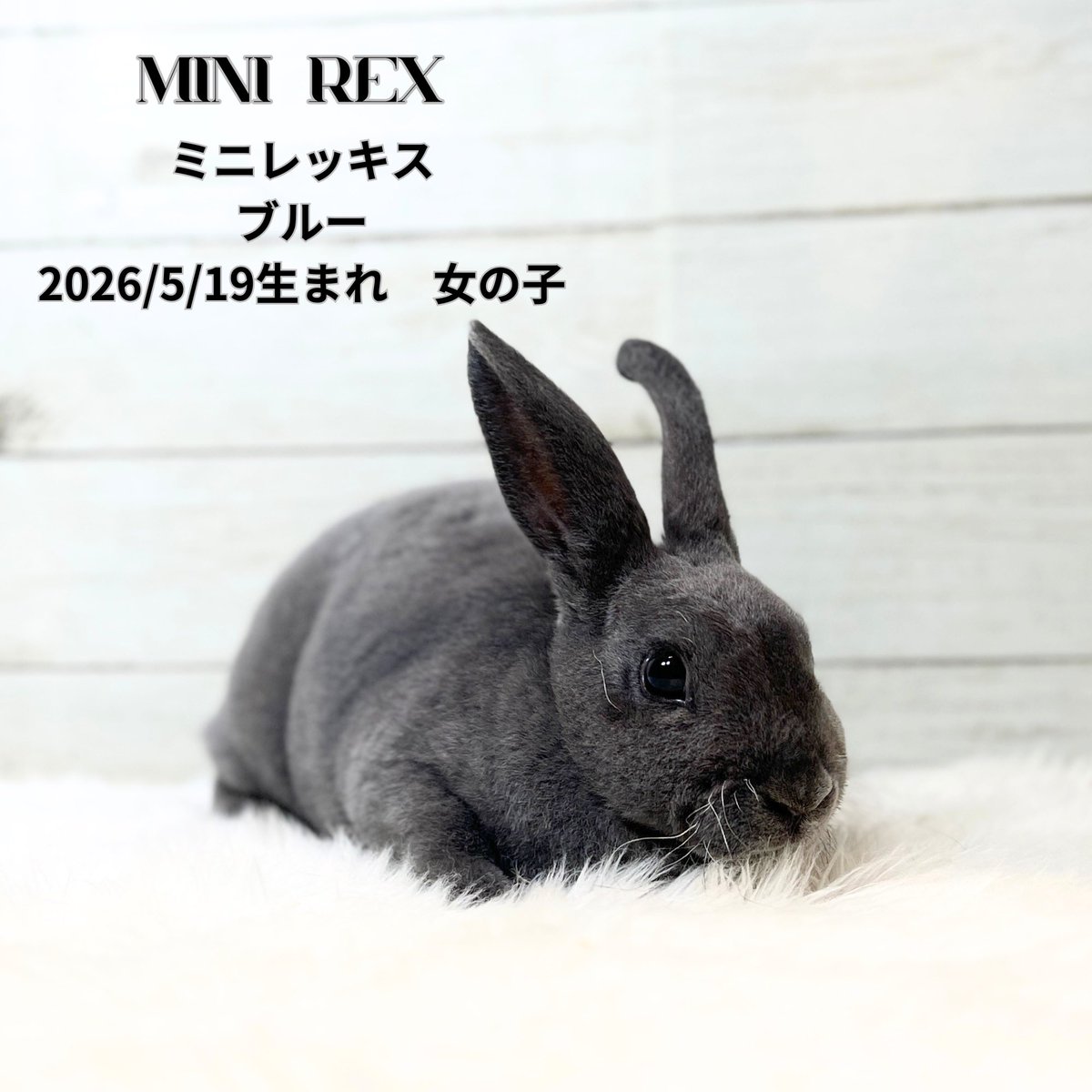 monlapin_rabbit's tweet photo. 明日、3匹の子ウサギが入店します‼︎
ライオンヘッド　セーブルポイント2匹
ホーランドロップ　フロスティ
明日の入店が楽しみです😊

当店のホームページもご覧ください。
https://t.co/xnEodU2g1L

#モンラパン#うさぎ専門店 https://t.co/IAGSbzjQKT