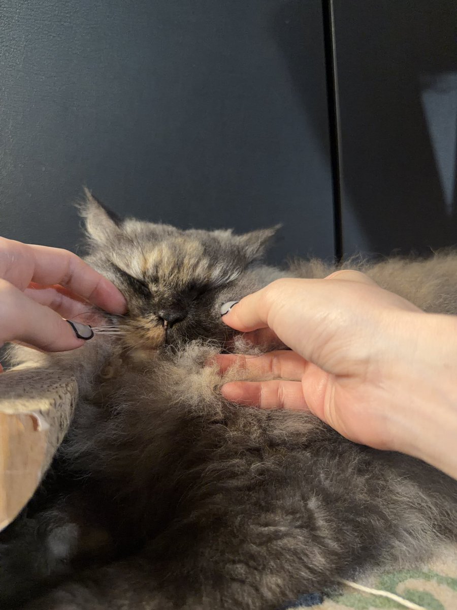 miyumi_shuri's tweet photo. あ〜〜〜〜ﾁｬﾜﾜﾜ🥰🥰🥰🥰🥰癒 https://t.co/H6yO1Hui9D