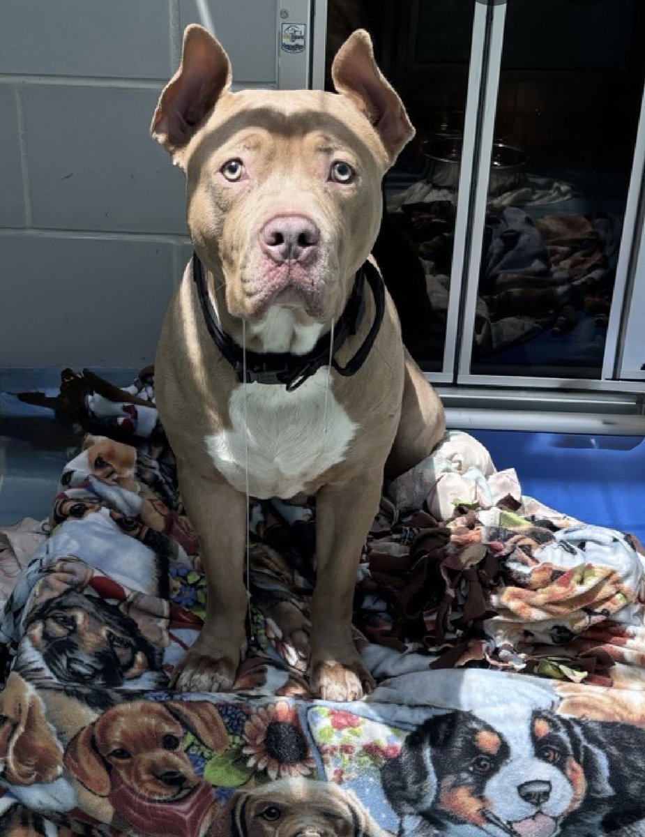 MoishesMom's tweet photo. Edward with the magnificent ears is a 3️⃣ year old gent who was surrendered by his human 7️⃣ days ago to the Queens Pound in NYC…he’s 7️⃣3️⃣ pounds and is so bereft….
Edward’s Bio ℹ️ 🔗 ⬇️
https://t.co/rneiB3gkTv
Edward’s human stated that he would become “tense and hovered over his food when touched” so NYCACC has listed him 🆕 Hope Rescue Partner only, hence labeling him a 💉🎯☹️
If you have experience with pups who resource guard and would like to foster or adopt through the 🛟 DM
@notthesameone2 to apply to 🛟him
Peeps this will not end well for Edward☹️