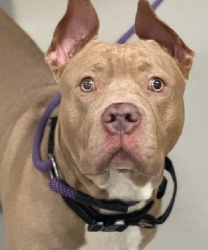 MoishesMom's tweet photo. Edward with the magnificent ears is a 3️⃣ year old gent who was surrendered by his human 7️⃣ days ago to the Queens Pound in NYC…he’s 7️⃣3️⃣ pounds and is so bereft….
Edward’s Bio ℹ️ 🔗 ⬇️
https://t.co/rneiB3gkTv
Edward’s human stated that he would become “tense and hovered over his food when touched” so NYCACC has listed him 🆕 Hope Rescue Partner only, hence labeling him a 💉🎯☹️
If you have experience with pups who resource guard and would like to foster or adopt through the 🛟 DM
@notthesameone2 to apply to 🛟him
Peeps this will not end well for Edward☹️