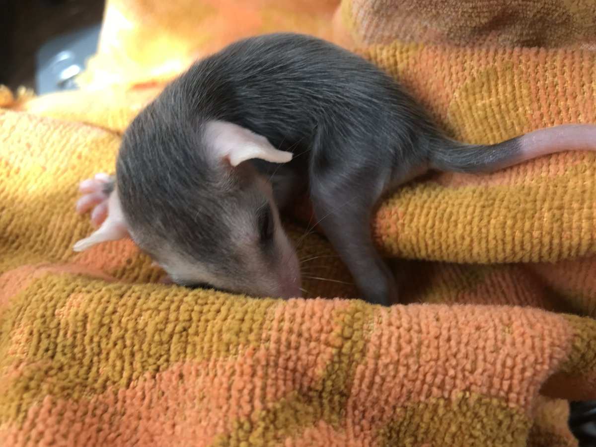 connieleah's tweet photo. @AmericaFirstBB @mattvanswol I found a baby one about the size of a hamster under my bird feeder where possums come to forage at night. I wrapped him up and brought him to a wildlife rehab to be cared for and released back to the wild. He was pretty cute. https://t.co/o35Ea9F0LU