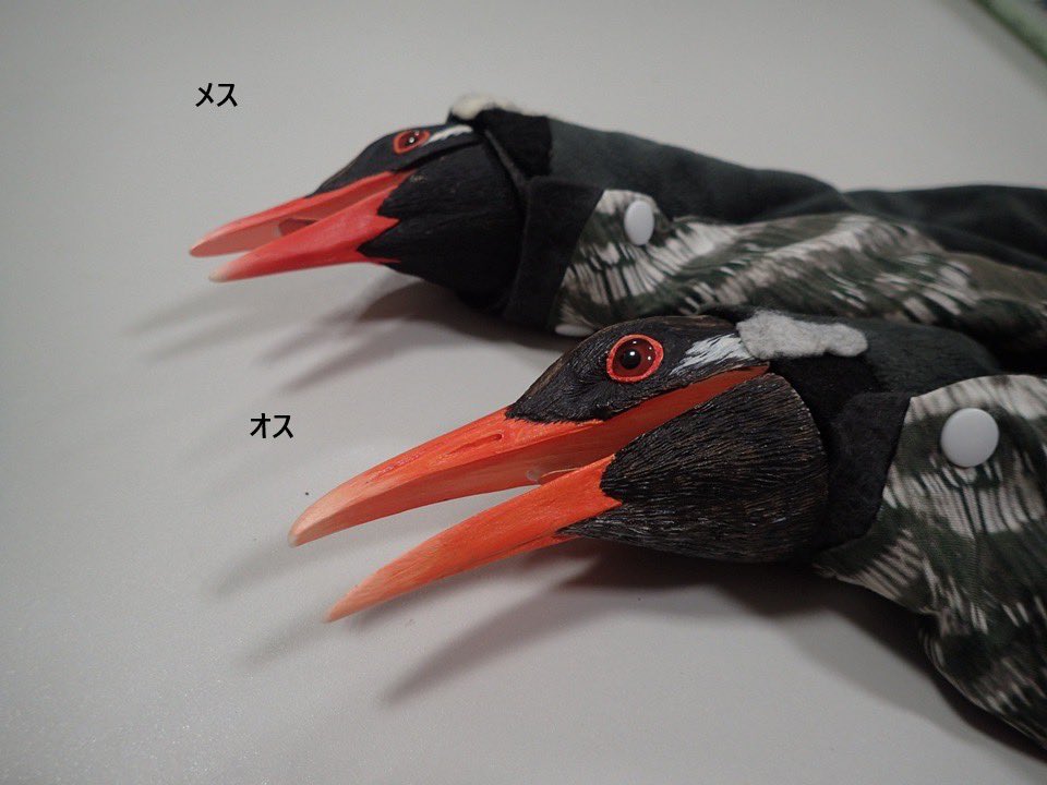 okinawawildlife's tweet photo. 皆さん、「パペット」をご存じでしょうか？
人形遊びではありません😆
パペットとは、ヒナが人間を親だと思い込まないように、
親鳥そっくりに作られた人形です。
野生復帰を目指す鳥たちにとって、とても大切な保全技術のひとつ☝🏻
世界的なバードカーバー・
「内山春雄」先生が@kzVGzK8q4Y62P3N
野生復帰を目指すヤンバルクイナのために、
精巧な親鳥のパペットを作製してくださいました。
さぁ～て、皆さんはオスとメスの違いが分かりますか？👀
よ～く見比べてみてください！
実は… 🐦オスは嘴（くちばし）が少し太く長く 喉元にはゴマ塩のような細かな模様があるんですよ。
この繊細な違いまで表現されているのは、
内山先生の卓越した技術によるものです✨
現在、私たちは人工孵化した
ヤンバルクイナのヒナに、
この親鳥を模したパペットを使って給餌を行っています。
その給餌の様子は、
また明日ご紹介します。
お楽しみに🤗
#Wildlife
#OkinawaWildlife