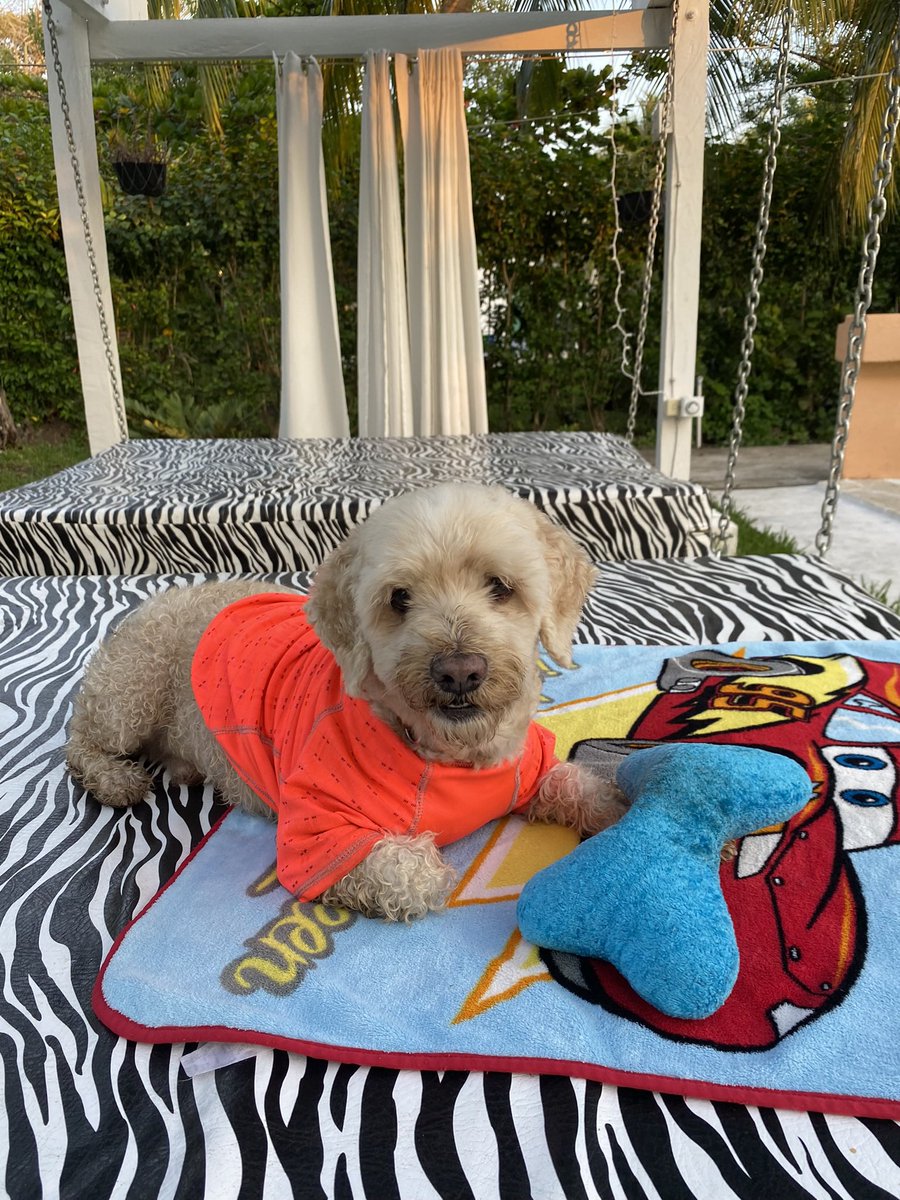 elideth_tuga's tweet photo. Hoy es el día del perro y aunque físicamente ya no estas, siempre te recuerdo con mucho amor mi bebote peludo https://t.co/7j8vZ9WmdZ