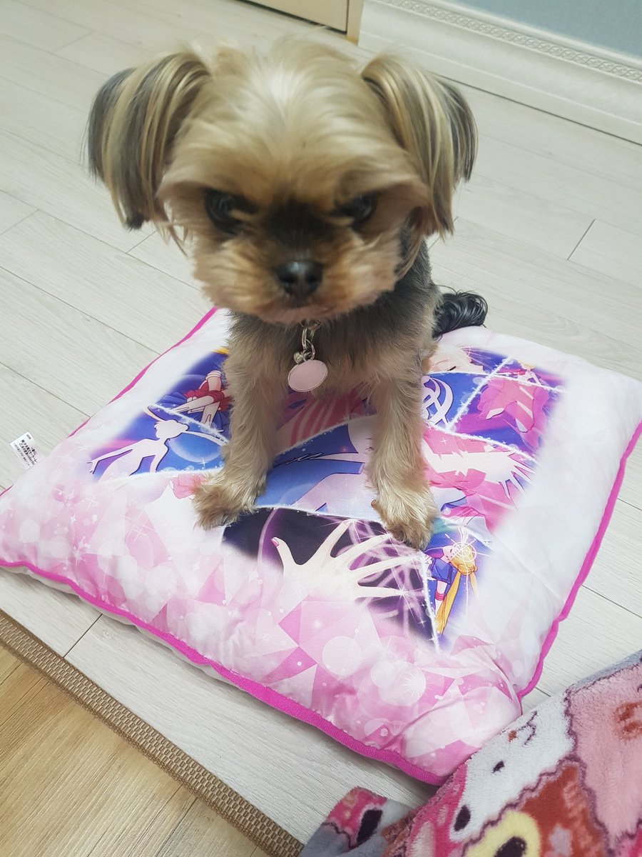 Rose_sky_popo's tweet photo. 내가 쿠션이랑 빅망 안사는이유 https://t.co/ilYpLJWaNR
