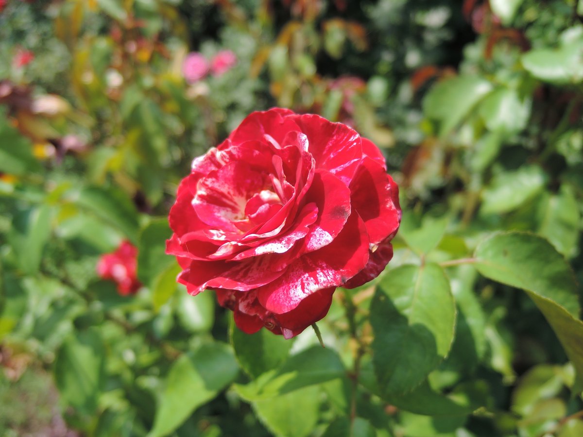 hayayoshi's tweet photo. Roses in Joshu #Rose https://t.co/wo7QGSAWDm