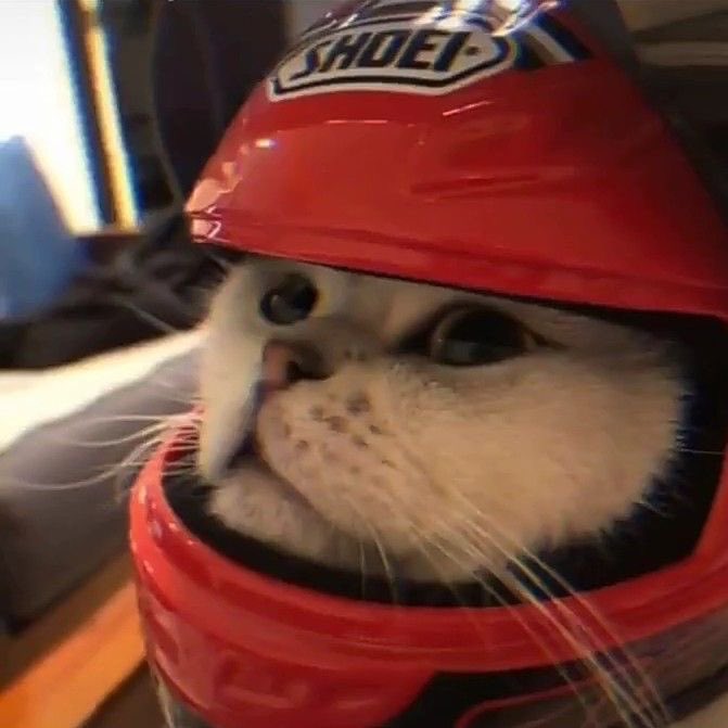 littlesaturnn_'s tweet photo. เหมียวแง้น เหมียวบึ้น🐱🐱 https://t.co/xaWVqDK8x2