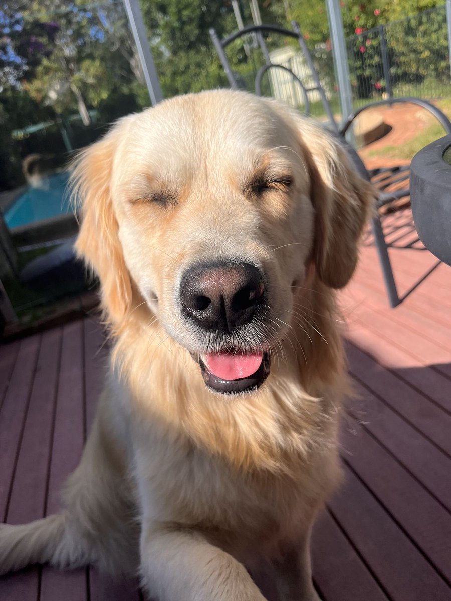 _animalsX's tweet photo. Golden smiling on deck like the happiest sunshine pup ☀️🥰 https://t.co/IyWKyFdPS6