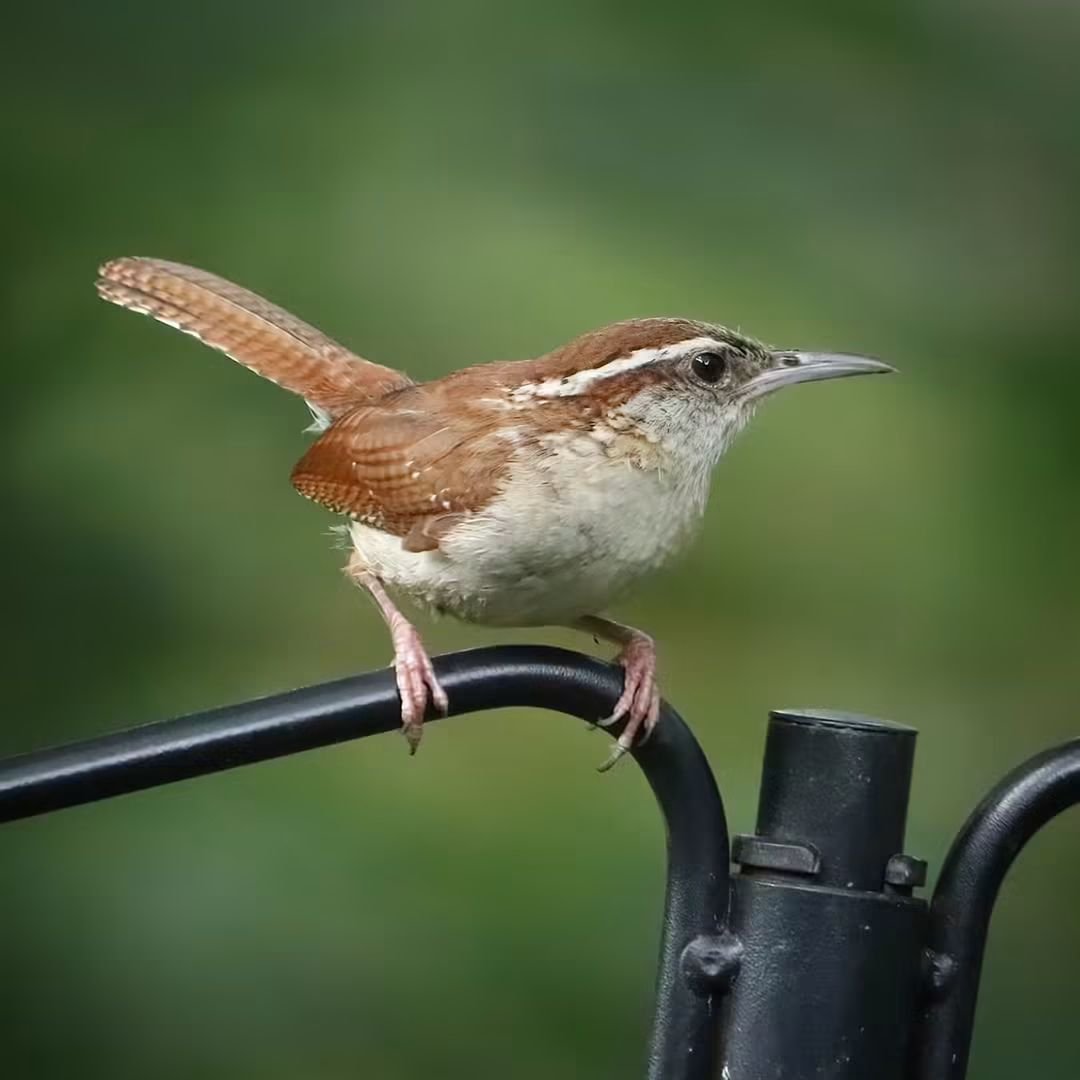 birdhouse_love's tweet photo. I love the sweet serenade of a Carolina wren...
#carolinawrens #carolinawren #wrens #wren #sweetserenade https://t.co/5WMi9Ezu6A