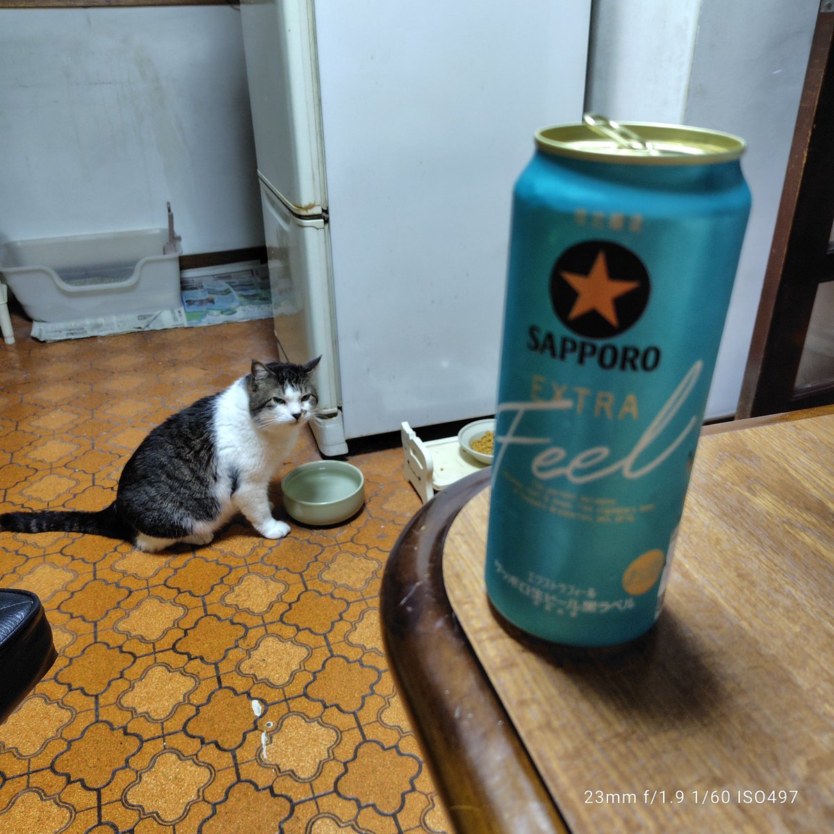 TakJk9169's tweet photo. 今日は暑すぎた💦
仕事で深夜帰宅になりましたが、暑気払いです🍺

7/17はボルちゃんのウチの子記念日でしたが、自然災害の猛威に直面しそんな気分では無かったけれど、ウチに来て4年、これからも宜しくね😁😸 https://t.co/CT6AVoIrJP