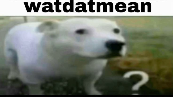 aryan tweet media