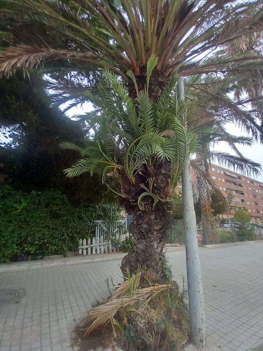 arbopalm's tweet photo. Con estas imágenes se entenderá mejor por qué se llaman ‘hijuelos’ a esas palmeritas que salen del tronco de una datilera #Phoenix dactylifera.
Salvo que me demuestren lo contrario me parece una bella ‘anomalía genética’ https://t.co/EPeY6plR5w