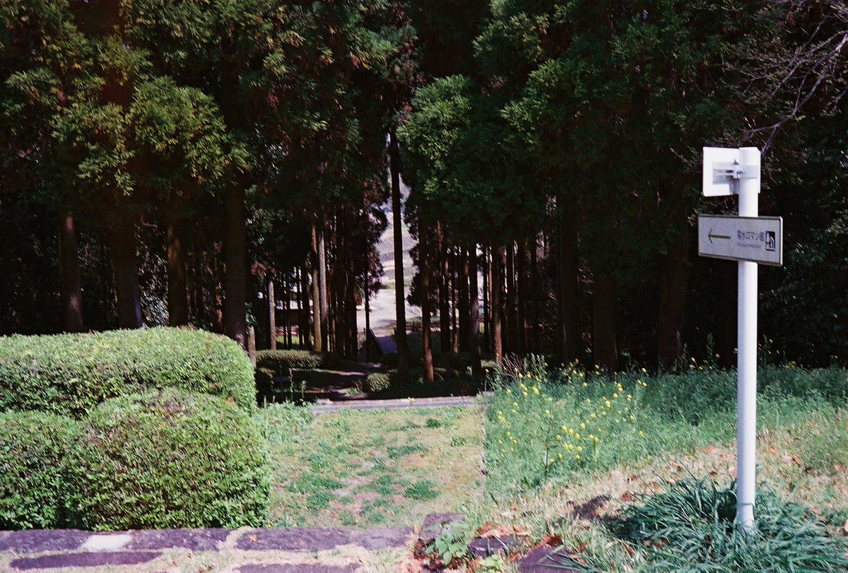 xehsgw's tweet photo. このフィルム入れたの桜が綺麗な時なんだよね https://t.co/dYnU3v1lHF
