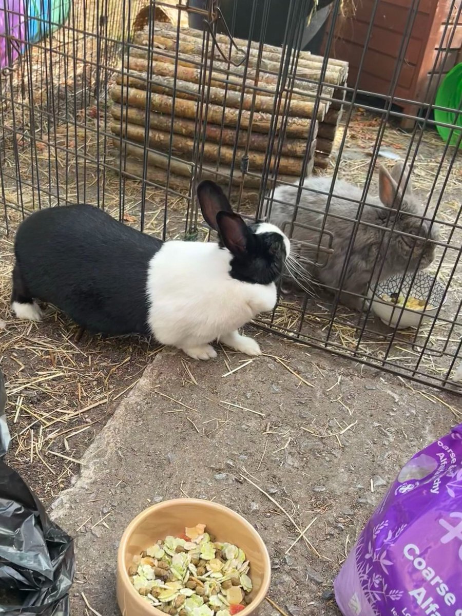 Fibquishes's tweet photo. She always wants his food😌 https://t.co/QlsxmsbKL6