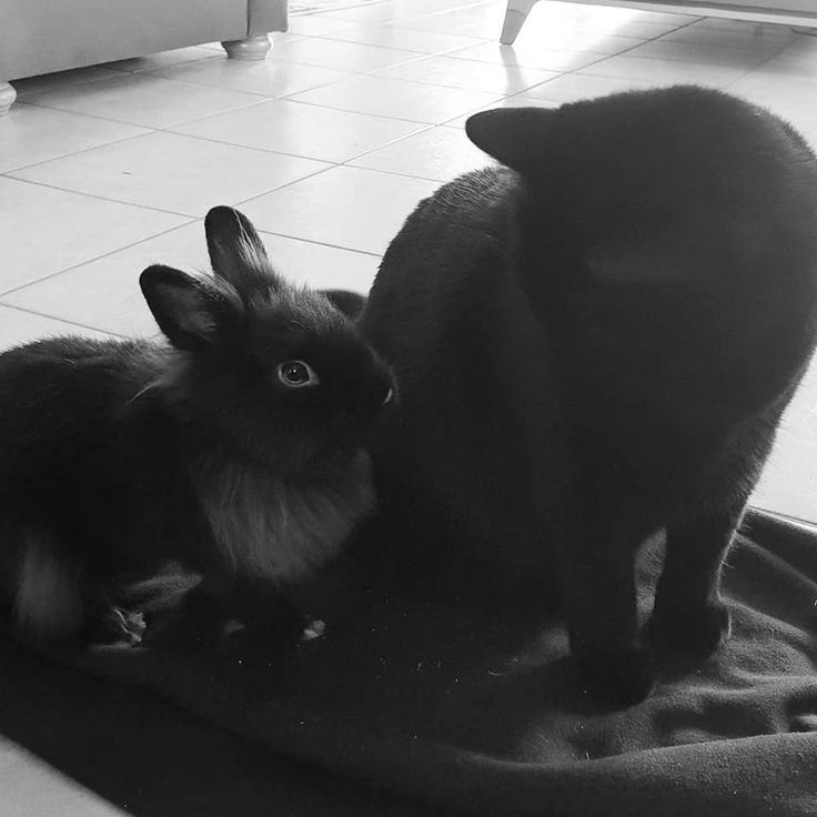 sugdayong's tweet photo. #kookgi #yoonkook au| angry bunny 🐇

Un au kookgi donde Yunki es un omega que tiene que lidiar con su omega conejito celoso... https://t.co/PDNAJoUH8k