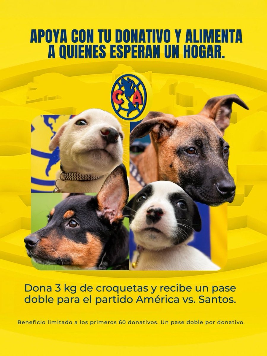 ClubAmerica's tweet photo. ¡Te esperamos hoy ! 🐾💙💛

Ven al Club América y dona 3 kg de croquetas para apoyar a perritos que siguen esperando encontrar un hogar.

🎟️ Dona 3kg de croquetas y recibe un pase doble para el partido América vs Santos. 

📍 Puerta 2 del Club América
📅 21 de julio
⏰ 11:30 a.m. a 3:00 p.m.

Únete a esta causa y ayuda a alimentar a quienes aún esperan encontrar un hogar.