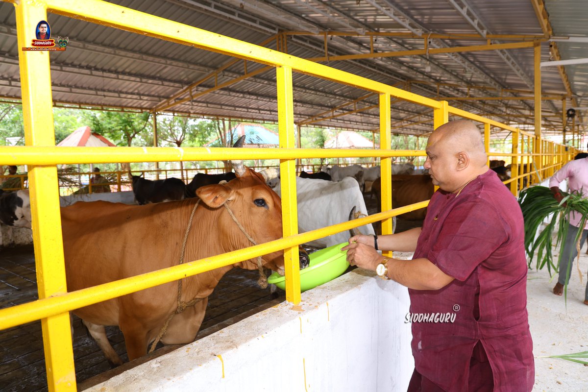SiddhaguruRM's tweet photo. 🐄 గోవులకు ఆహార సమర్పణ | మౌనధ్యాన తపోదీక్ష – 1వ రోజు 🕉️
#Siddhaguru #JagadguruSriRamananandaMaharshi #MaunaDhyanaTapoDeeksha #Day1 #GoSeva #Gomatha #FeedingCows #SanatanaDharma #Compassion #Dharma #SpiritualJourney #Ramaneswaram #Shiva #HarHarMahadev https://t.co/Wx5jhB6S9p