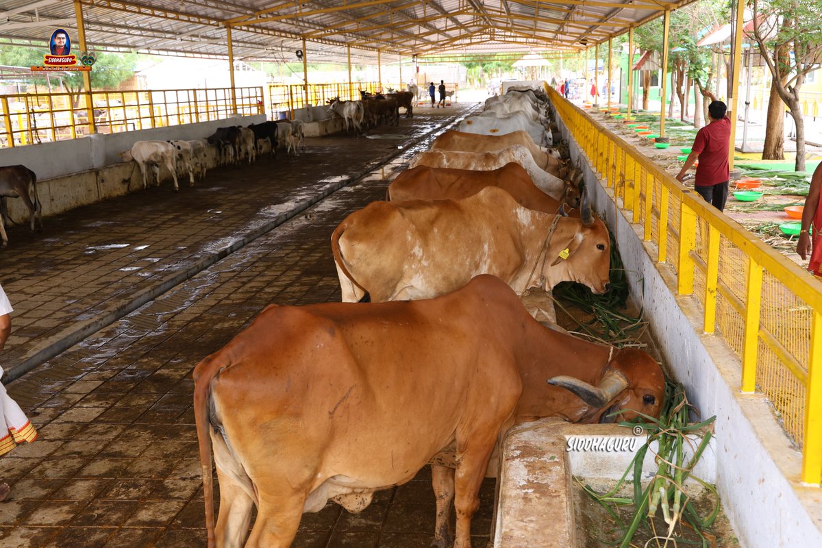 SiddhaguruRM's tweet photo. 🐄 గోవులకు ఆహార సమర్పణ | మౌనధ్యాన తపోదీక్ష – 1వ రోజు 🕉️
#Siddhaguru #JagadguruSriRamananandaMaharshi #MaunaDhyanaTapoDeeksha #Day1 #GoSeva #Gomatha #FeedingCows #SanatanaDharma #Compassion #Dharma #SpiritualJourney #Ramaneswaram #Shiva #HarHarMahadev https://t.co/Wx5jhB6S9p